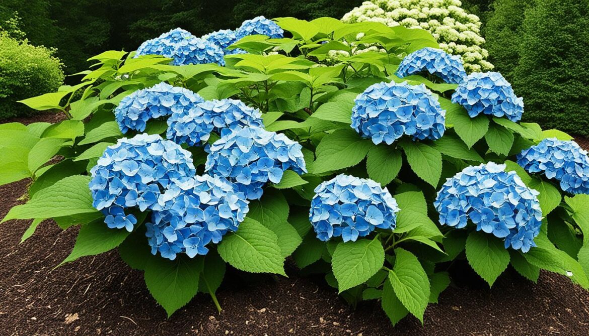 How to propagate hydrangeas.